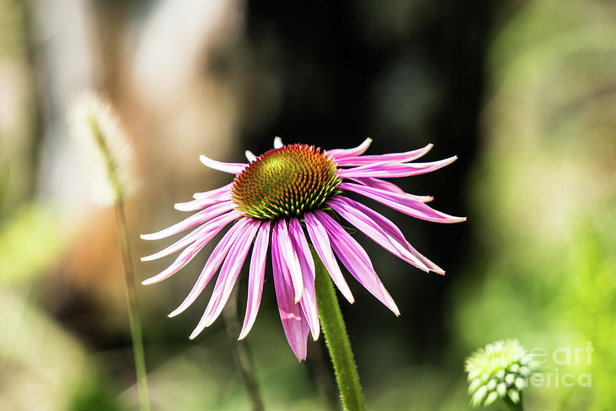 Pink Coneflower Photograph by Kevin Gladwell