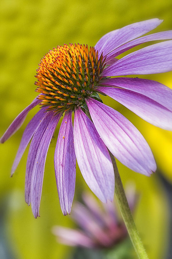 Pink Coneflower Photograph by Robert Fawcett