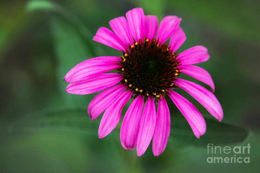 Pink Coneflower Photograph by Sharon McConnell