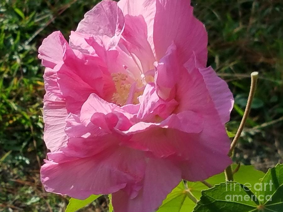 Pink Confederate Rose Photograph by Maria Urso