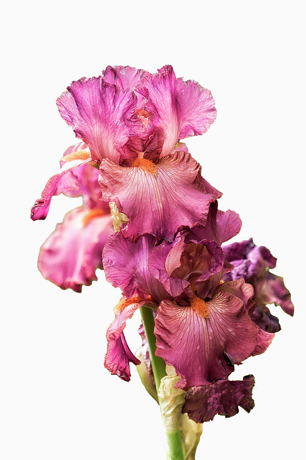 Pink Coral Iris Photograph by Belinda Greb