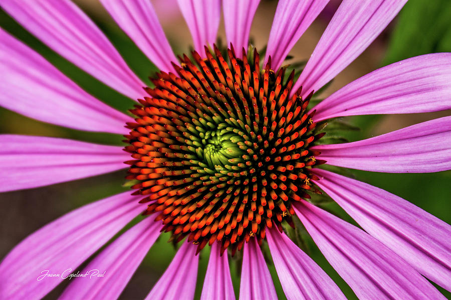 Flowers Still Life Photograph - Pink Cornflower by Joann Copeland-Paul