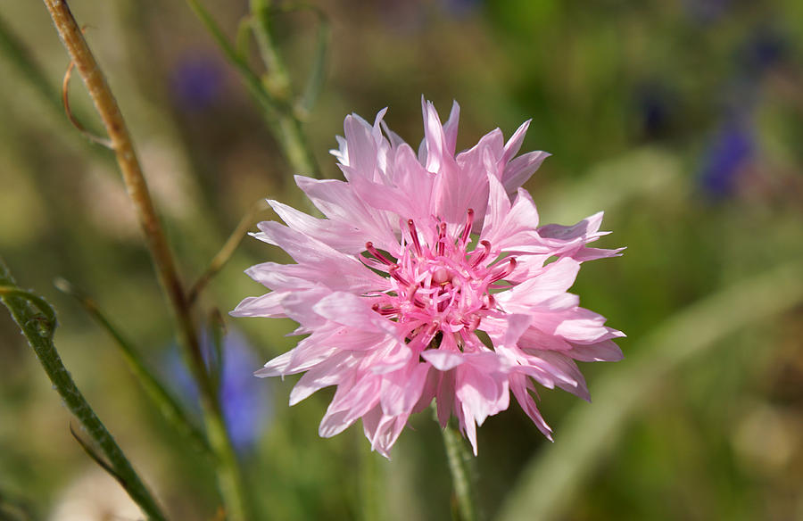 Pink Cornflower Photograph by Jolly Van der Velden