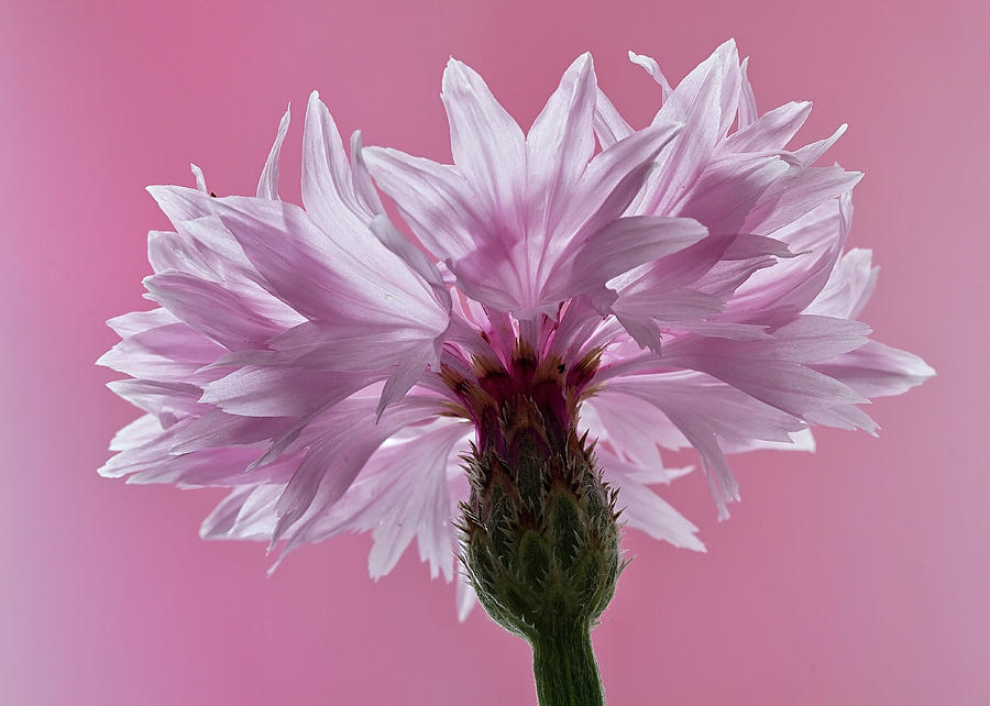 Pink Cornflower Photograph by Shirley Mitchell