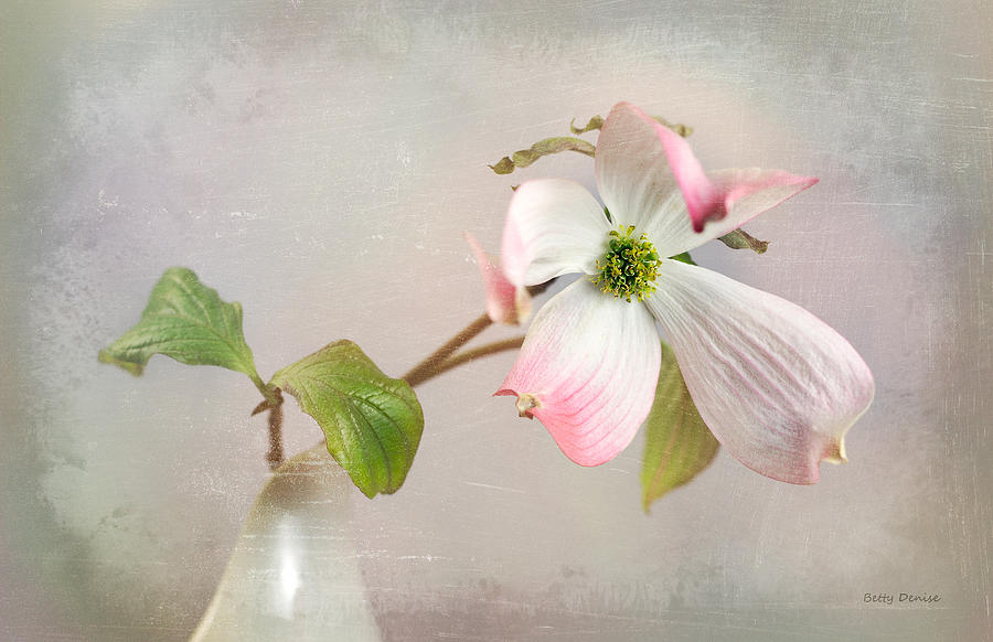 Flowers Still Life Photograph - Pink Cornus Kousa Dogwood Blossom by Betty Denise