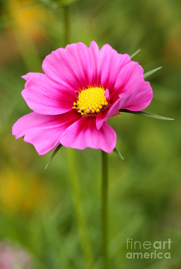Pink Cosmo Photograph by Steve Augustin