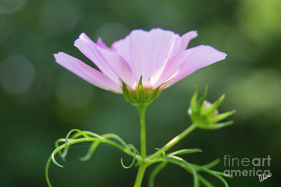 Pink Cosmos Photograph by Alana Ranney