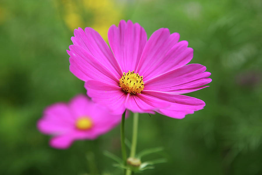 Pink Cosmos Bipinnatus Photograph By Karen Kaspar - Fine Art America