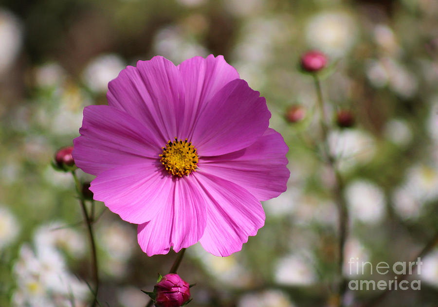 Pink Cosmos Bloom in Garden Photograph by Karen Adams