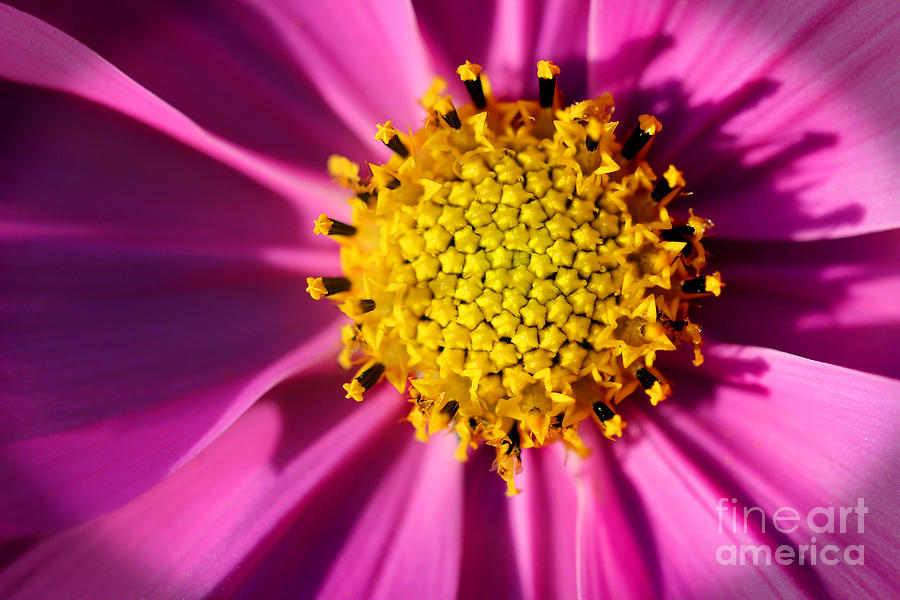 Nature Photograph - Pink Cosmos Close-up in Shadows by Karen Adams