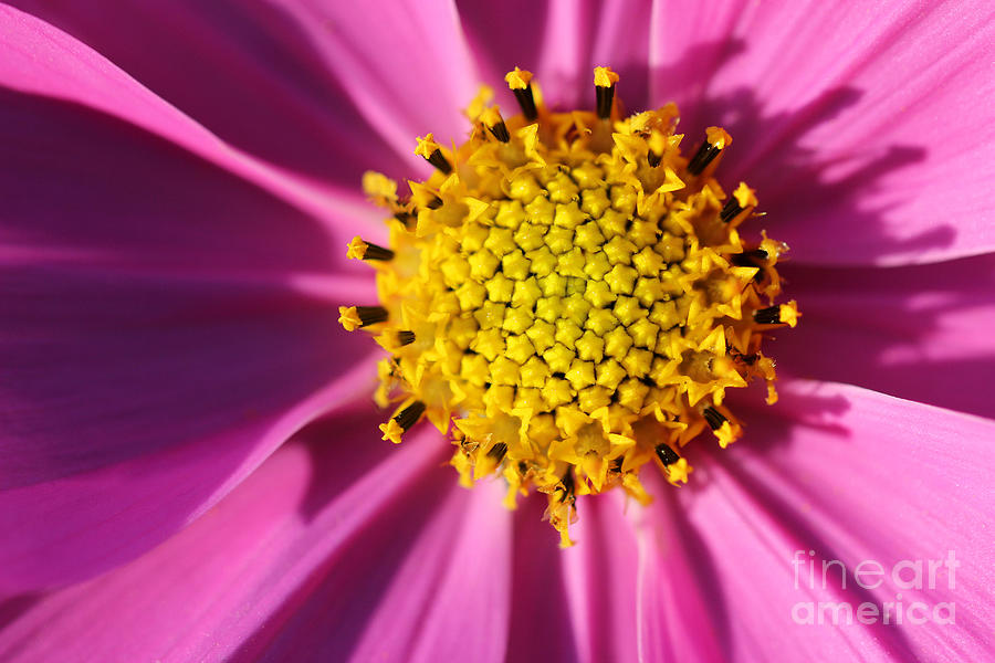 Pink Cosmos Close-up Photograph by Karen Adams