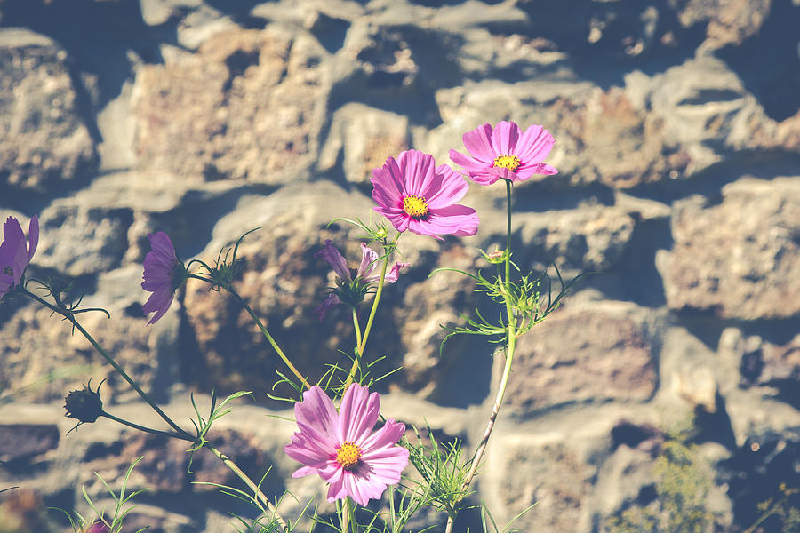 Pink Cosmos Photograph by Eleanor Abramson