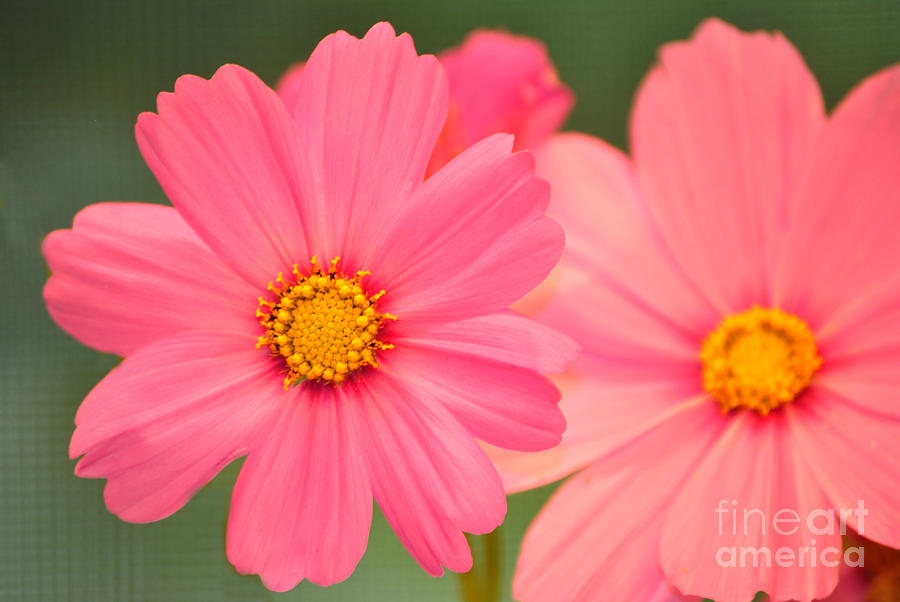Pink Cosmos Photograph by Eric Liller