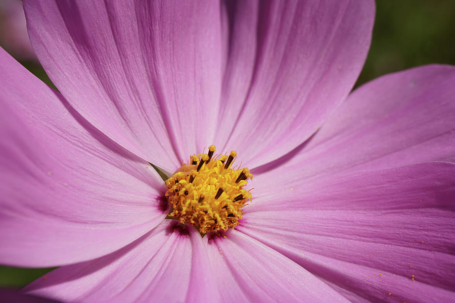 Pink Cosmos flower Photograph by Lilia S