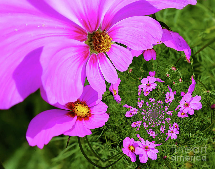 Pink Cosmos Flowers Abstract Photograph by Smilin Eyes Treasures