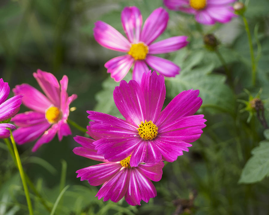 Pink Cosmos I Photograph by Marianne Campolongo