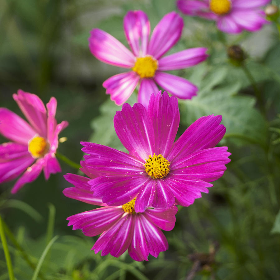 Pink Cosmos I Square Photograph by Marianne Campolongo