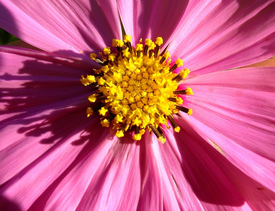 Pink Cosmos Photograph by Nancy Carlson | Fine Art America