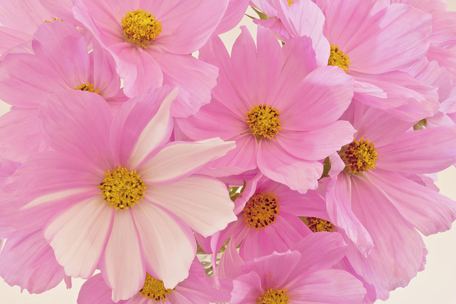 Pink Cosmos Sonata  Photograph by Sandra Foster