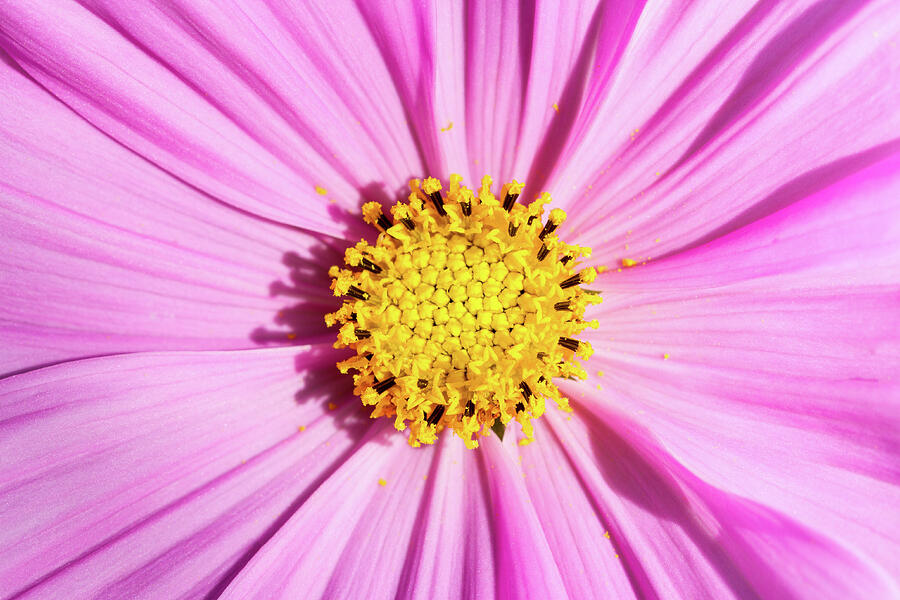 Pink Cosmos Photograph by Tanya C Smith