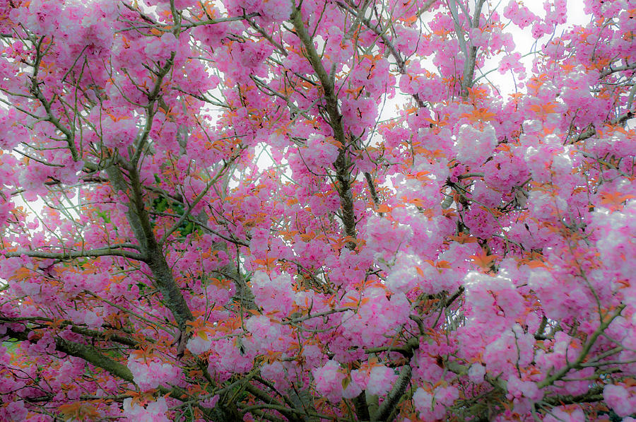 Pink Cotton Candy Tree Photograph by Tikvah's Hope - Pixels