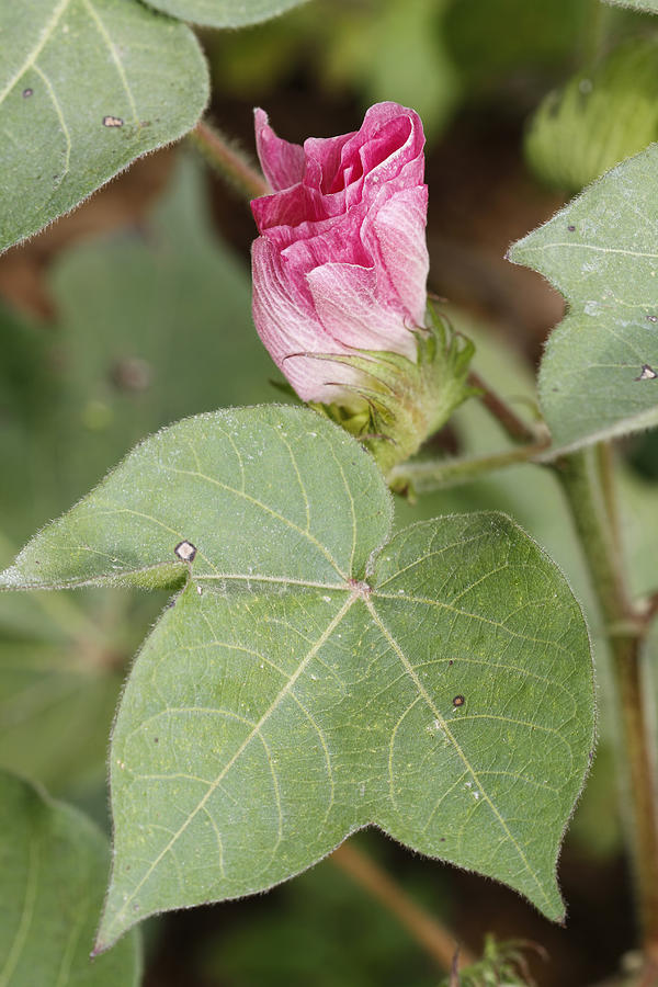 Pink Cotton Plant Blossom Photograph by Kathy Clark