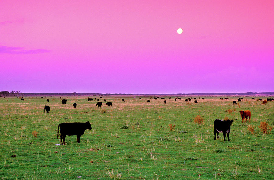 Pink Cows Photograph by Sean Davey