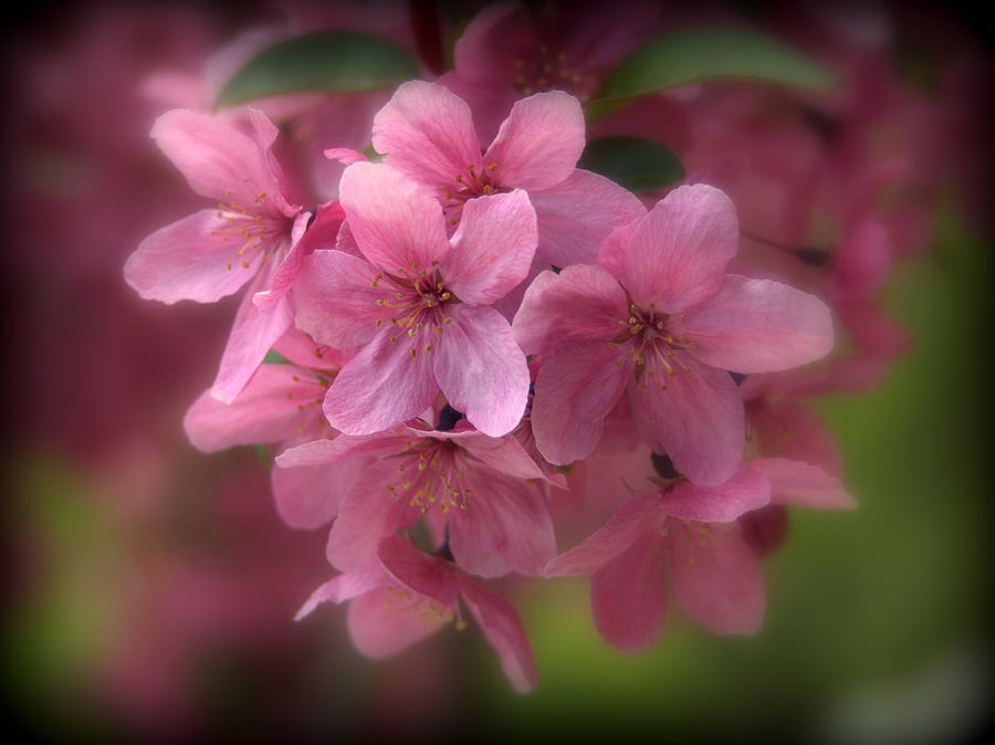 Pink Crabapple Blossoms Photograph by Nathan Abbott