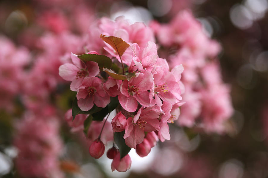 Pink Crabapple Blossoms Photograph by Rachel Cohen