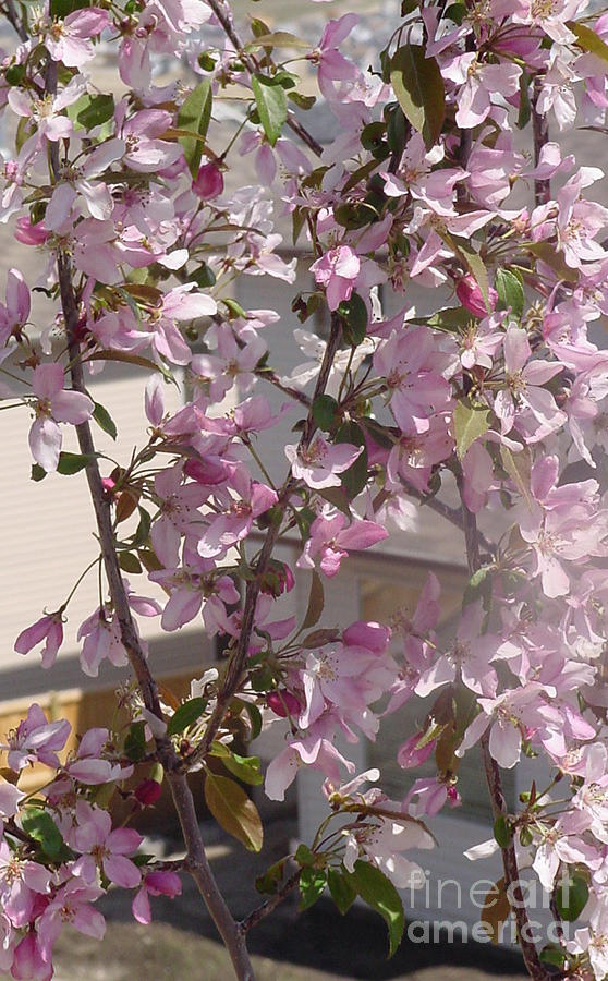 Pink Crabapple Branch #2 Photograph by Donna L Munro