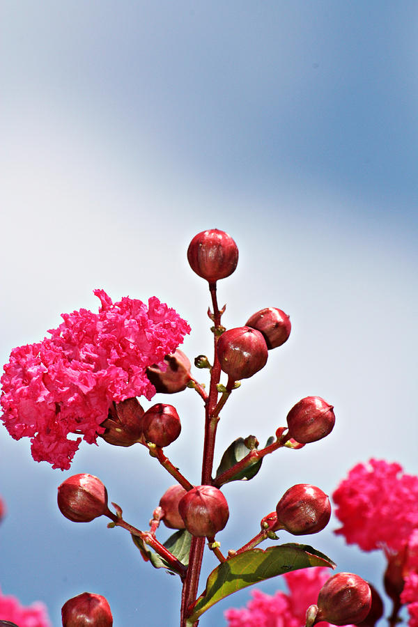 Pink Crape Myrtle- Fine Art Photography Photograph by KayeCee Spain