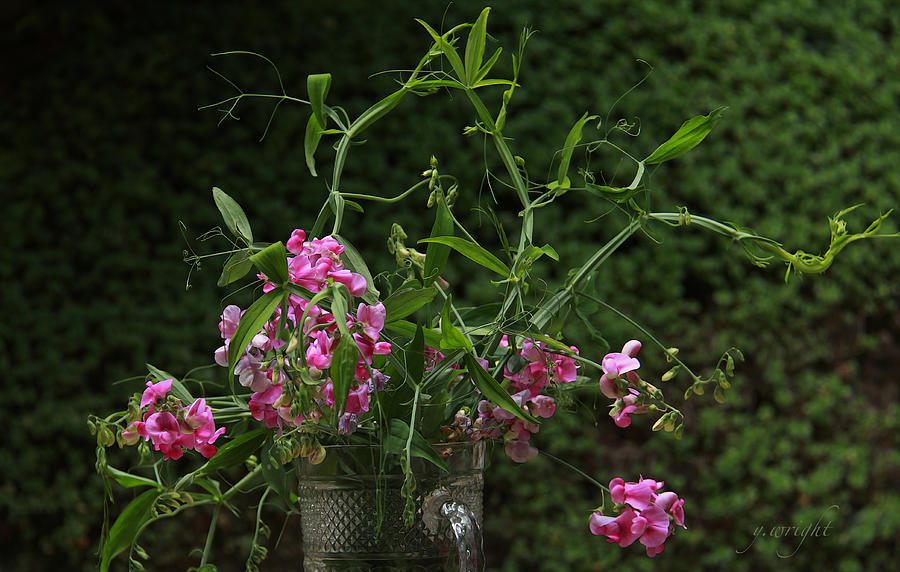 Pink Creeping Peas  Photograph by Yvonne Wright