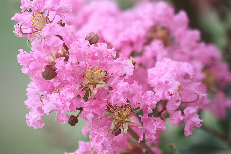 Pink Crepe Myrtle Close-up Photograph by Sheila Brown