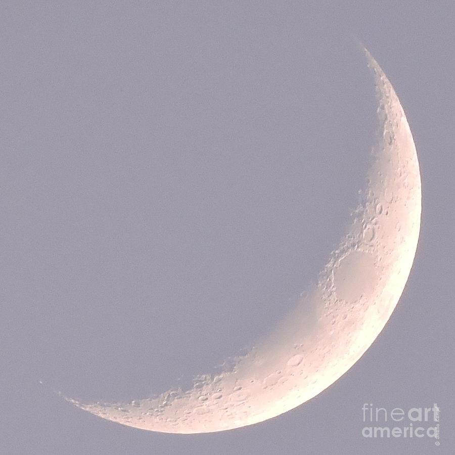 Pink Crescent Moon Photograph by Shelia Kempf