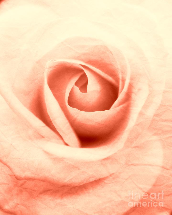 Rose Photograph - Pink Crinkle by Clare Bevan