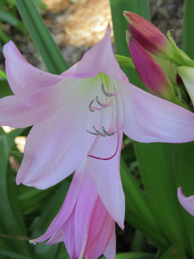 Pink Crinum Lily Photograph by Judith Lauter