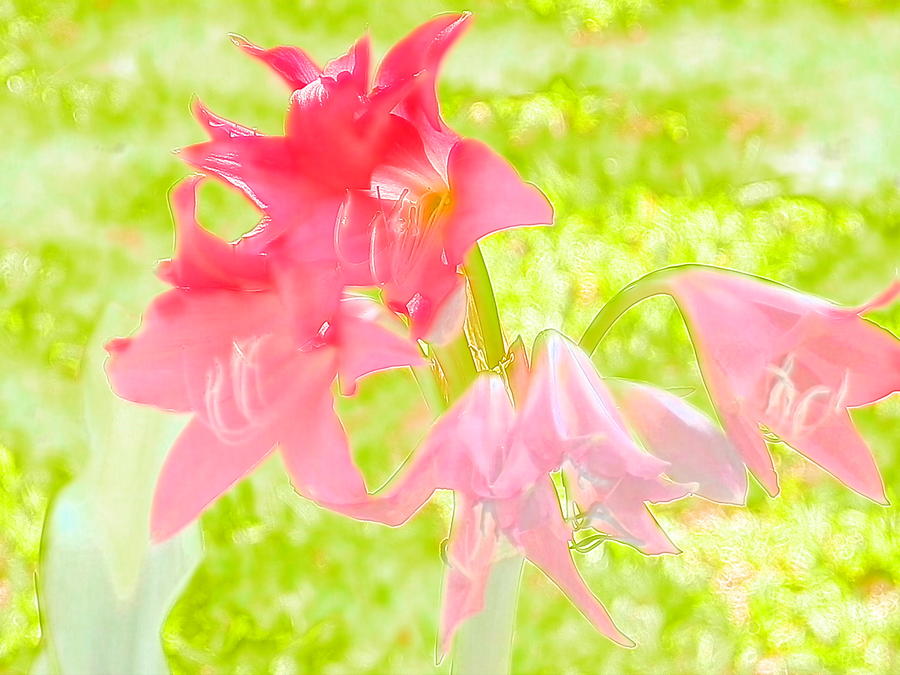 Pink Crinum Water Color Beauty Photograph by Belinda Lee