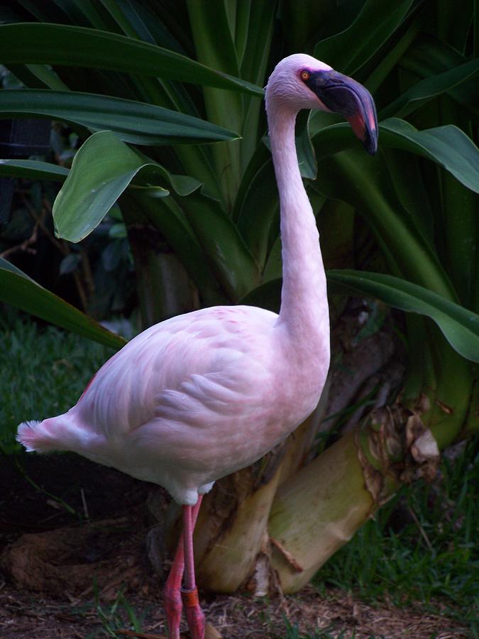 Bird Photograph - Pink Curiosity by Karen Wiles