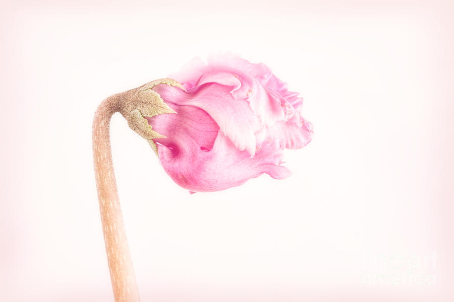 Pink Cyclamen Flower Bud Photograph by Ann Garrett