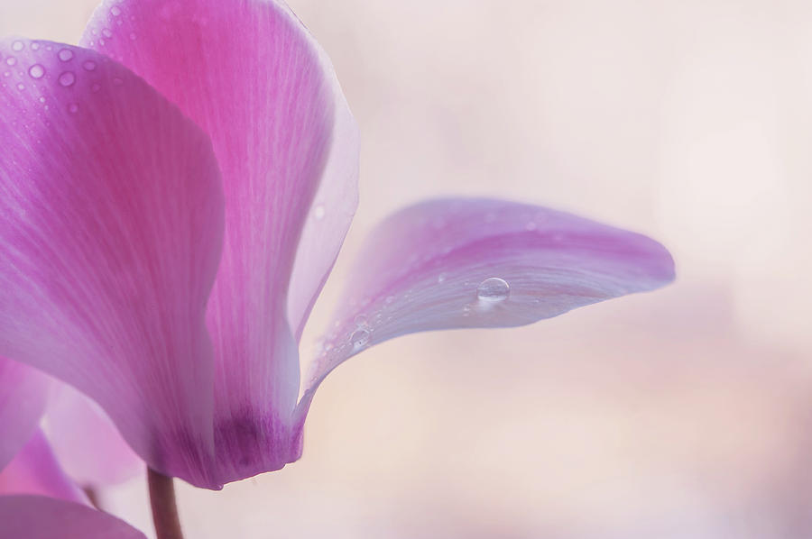Pink Cyclamen Flower Photograph by Jenny Rainbow