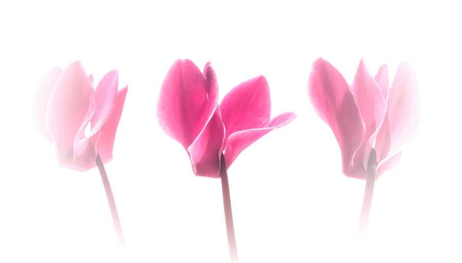 Flower Photograph - Pink Cyclamen Trio by Susan Westervelt