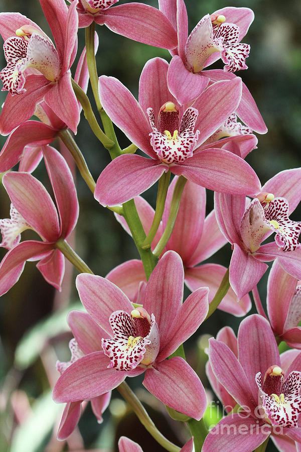 Pink Cymbidium Orchid 3 Photograph By Judy Whitton 