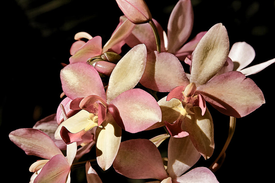 Pink Cymbidium Orchids Photograph by HH Photography of Florida