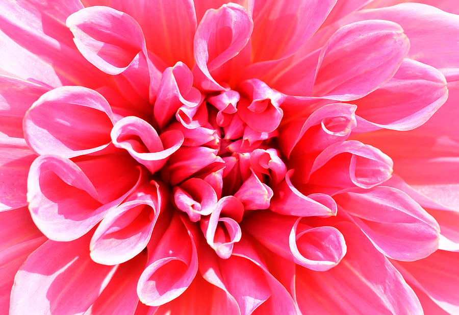Spring Photograph - Pink Dahlia 2 by Richard Andrews
