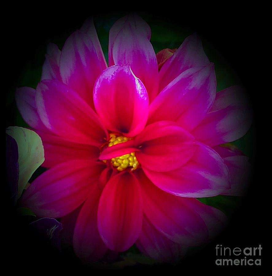 Flower Photograph - Pink Dahlia 3 by Karen Fones