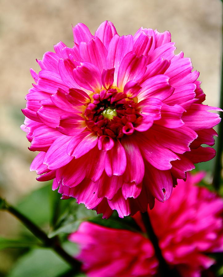 Pink Dahlia Photograph by Allen Nice-Webb