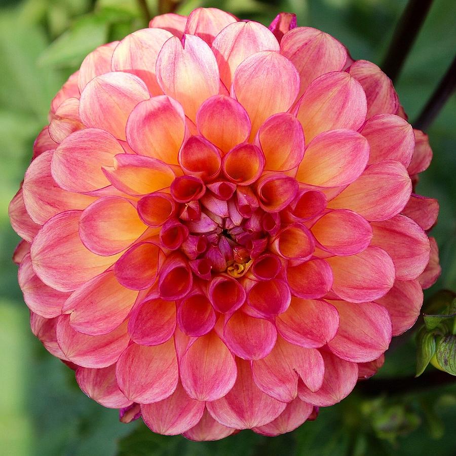 Pink Dahlia Photograph by Brian Eberly