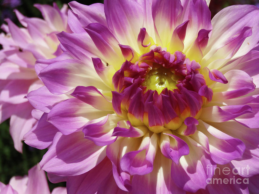 Pink Dahlia Photograph by Cindy Manero