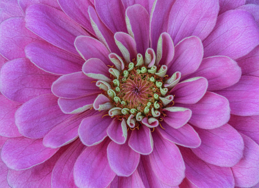 Nature Photograph - Pink Dahlia by Dale Kincaid