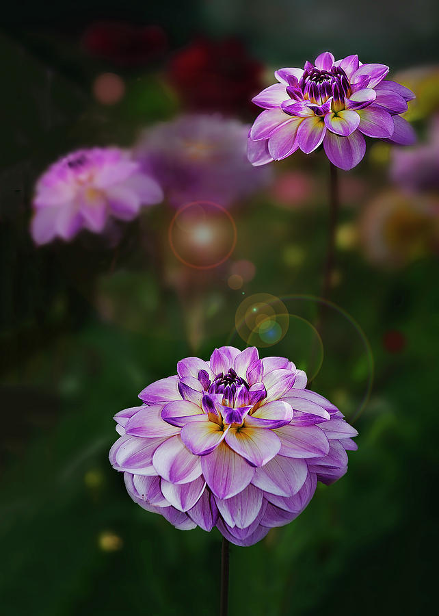 Pink Dahlia Echoes Photograph by John Christopher
